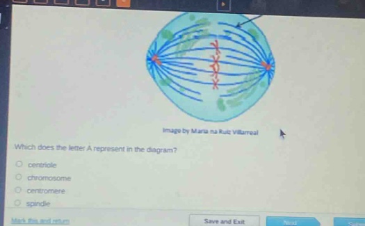 which does the letter a represent in the diagram?\ncentriole\nchromosome\ncentromere\nspindle