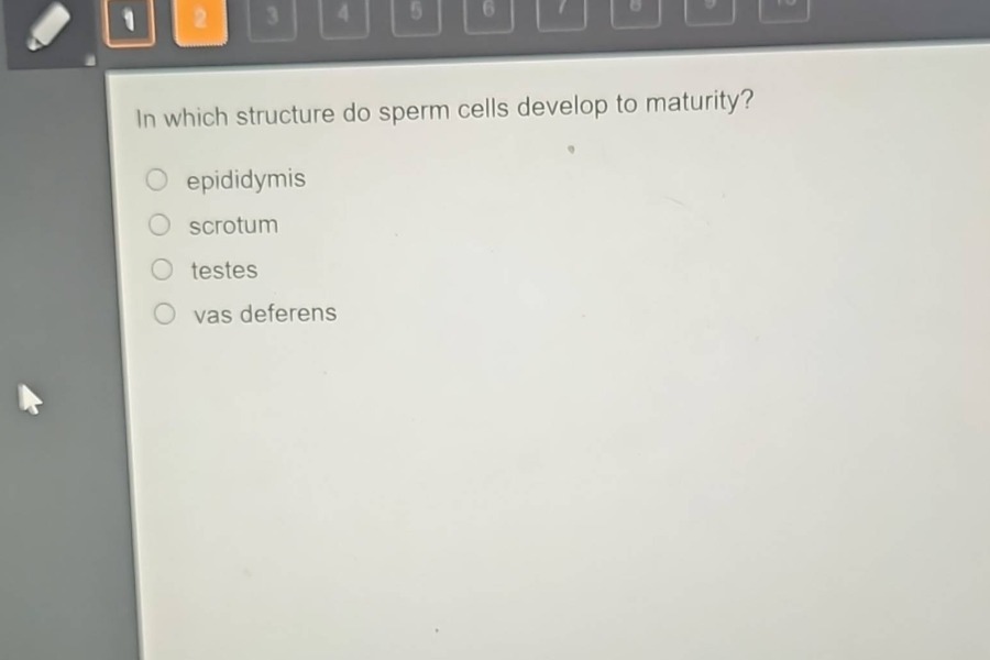 in which structure do sperm cells develop to maturity?\n○ epididymis\n○ scrotum\n○ testes\n○ vas deferens