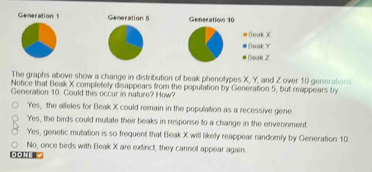 the graphs above show a change in distribution of beak phenotypes x, y, and z over 10 generations. notice that beak x completely disappears from the population by generation 5, but reappears by generation 10. could this occur in nature? how?\nyes, the alleles for beak x could remain in the population as a recessive gene.\nyes, the birds could mutate their beaks in response to a change in the environment.\nyes, genetic mutation is so frequent that beak x will likely reappear randomly by generation 10.\nno, once birds with beak x are extinct, they cannot appear again.