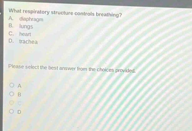 what respiratory structure controls breathing?\na. diaphragm\nb. lungs\nc. heart\nd. trachea\nplease select the best answer from the choices provided.\no a\no b\no c\no d