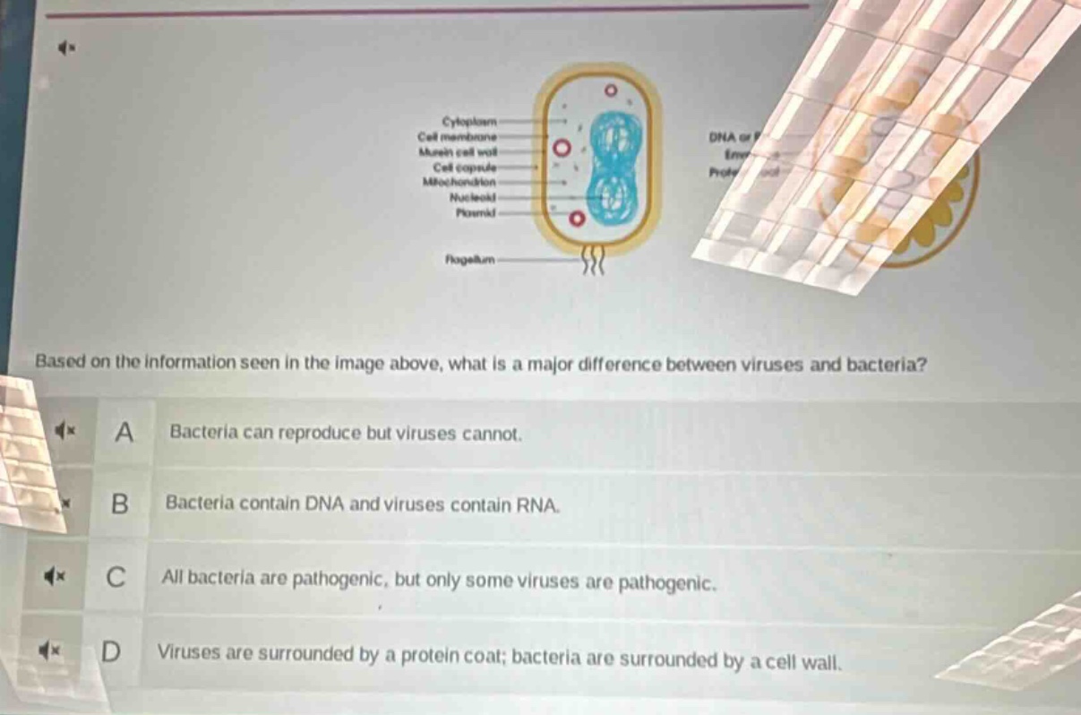 based on the information seen in the image above, what is a major difference between viruses and bacteria?\na bacteria can reproduce but viruses cannot.\nb bacteria contain dna and viruses contain rna.\nc all bacteria are pathogenic, but only some viruses are pathogenic.\nd viruses are surrounded by a protein coat; bacteria are surrounded by a cell wall.