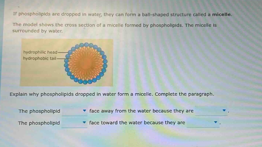 if phospholipids are dropped in water, they can form a ball - shaped structure called a micelle. the model shows the cross section of a micelle formed by phospholipids. the micelle is surrounded by water. explain why phospholipids dropped in water form a micelle. complete the paragraph. the phospholipid face away from the water because they are. the phospholipid face toward the water because they are.
