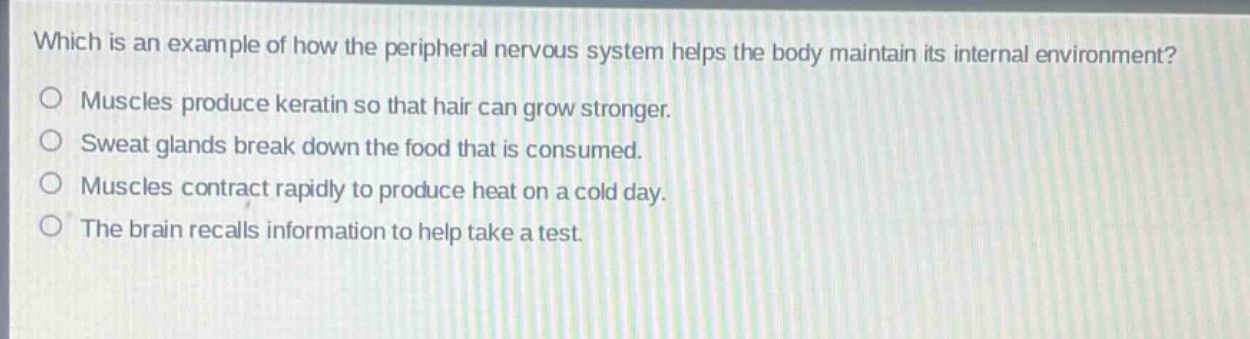 which is an example of how the peripheral nervous system helps the body maintain its internal environment?\nmuscles produce keratin so that hair can grow stronger.\nsweat glands break down the food that is consumed.\nmuscles contract rapidly to produce heat on a cold day.\nthe brain recalls information to help take a test.