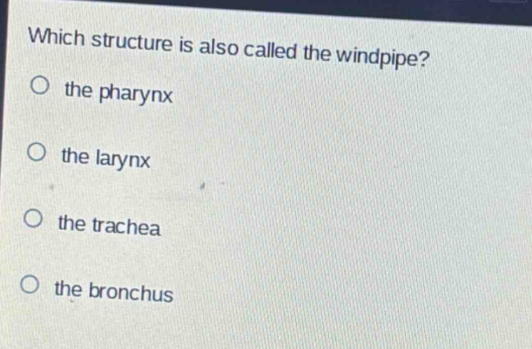 which structure is also called the windpipe?\no the pharynx\no the larynx\no the trachea\no the bronchus