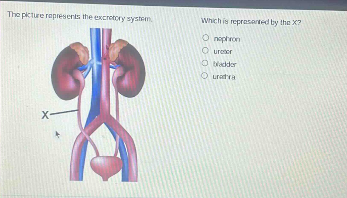 the picture represents the excretory system. which is represented by the x? nephron ureter bladder urethra