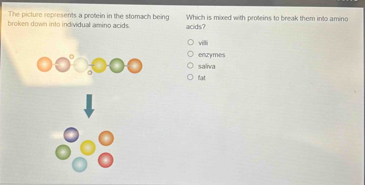 the picture represents a protein in the stomach being broken down into individual amino acids. which is mixed with proteins to break them into amino acids?\no villi\no enzymes\no saliva\no fat