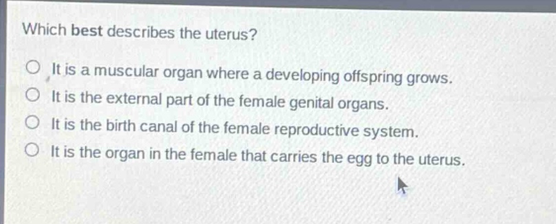 which best describes the uterus?\nit is a muscular organ where a developing offspring grows.\nit is the external part of the female genital organs.\nit is the birth canal of the female reproductive system.\nit is the organ in the female that carries the egg to the uterus.