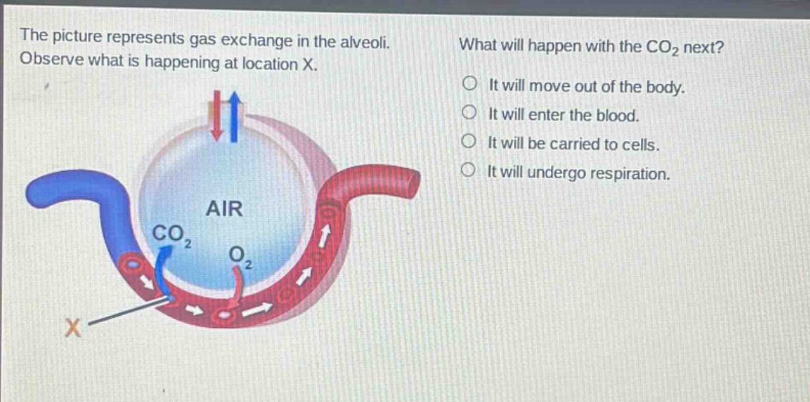 the picture represents gas exchange in the alveoli. observe what is happening at location x. what will happen with the co₂ next? it will move out of the body. it will enter the blood. it will be carried to cells. it will undergo respiration.