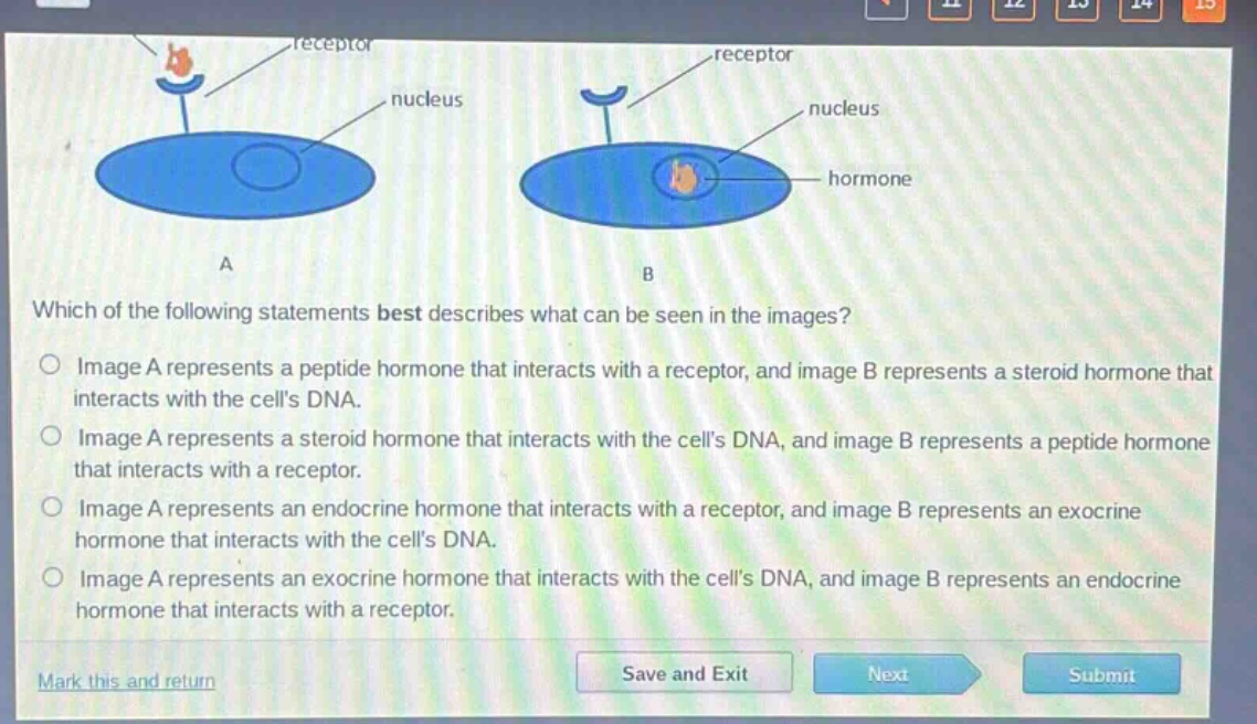 which of the following statements best describes what can be seen in the images?\nimage a represents a peptide hormone that interacts with a receptor, and image b represents a steroid hormone that interacts with the cells dna.\nimage a represents a steroid hormone that interacts with the cells dna, and image b represents a peptide hormone that interacts with a receptor.\nimage a represents an endocrine hormone that interacts with a receptor, and image b represents an exocrine hormone that interacts with the cells dna.\nimage a represents an exocrine hormone that interacts with the cells dna, and image b represents an endocrine hormone that interacts with a receptor.