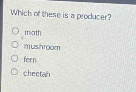 which of these is a producer?\n○ moth\n○ mushroom\n○ fern\n○ cheetah