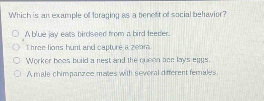 which is an example of foraging as a benefit of social behavior?\na blue jay eats birdseed from a bird feeder.\nthree lions hunt and capture a zebra.\nworker bees build a nest and the queen bee lays eggs.\na male chimpanzee mates with several different females.