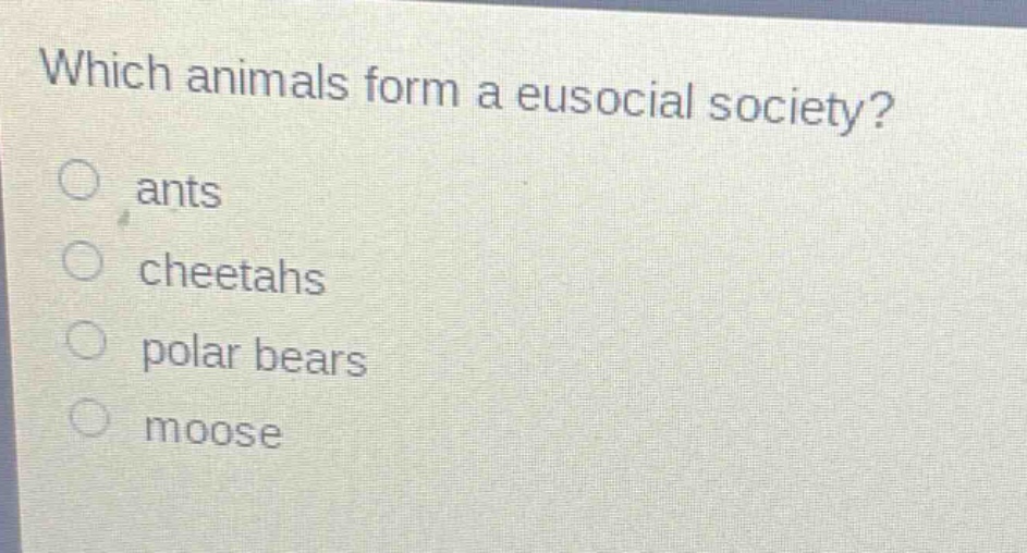 which animals form a eusocial society?\nants\ncheetahs\npolar bears\nmoose