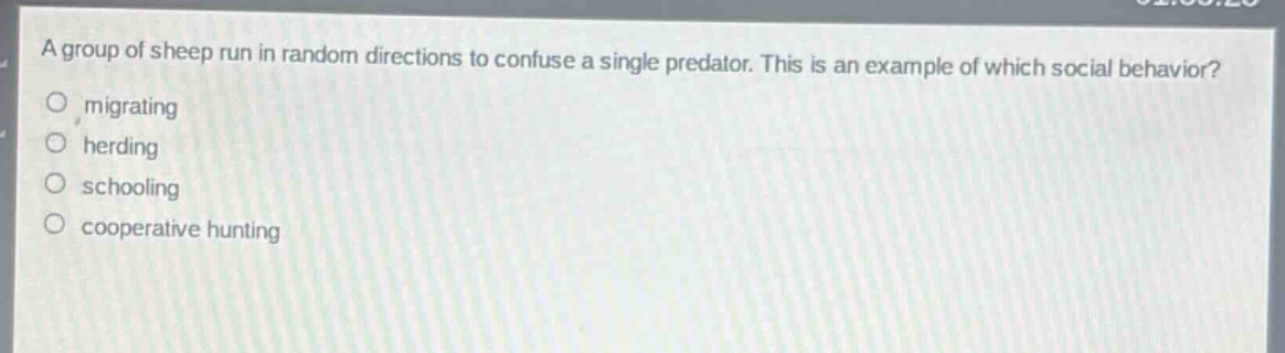 a group of sheep run in random directions to confuse a single predator. this is an example of which social behavior?\n○ migrating\n○ herding\n○ schooling\n○ cooperative hunting