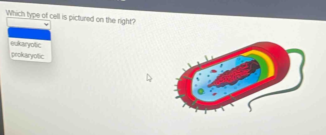 which type of cell is pictured on the right? eukaryotic prokaryotic