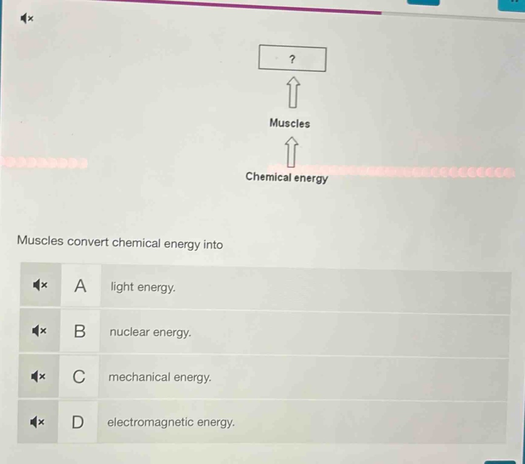 muscles convert chemical energy into\na light energy.\nb nuclear energy.\nc mechanical energy.\nd electromagnetic energy.