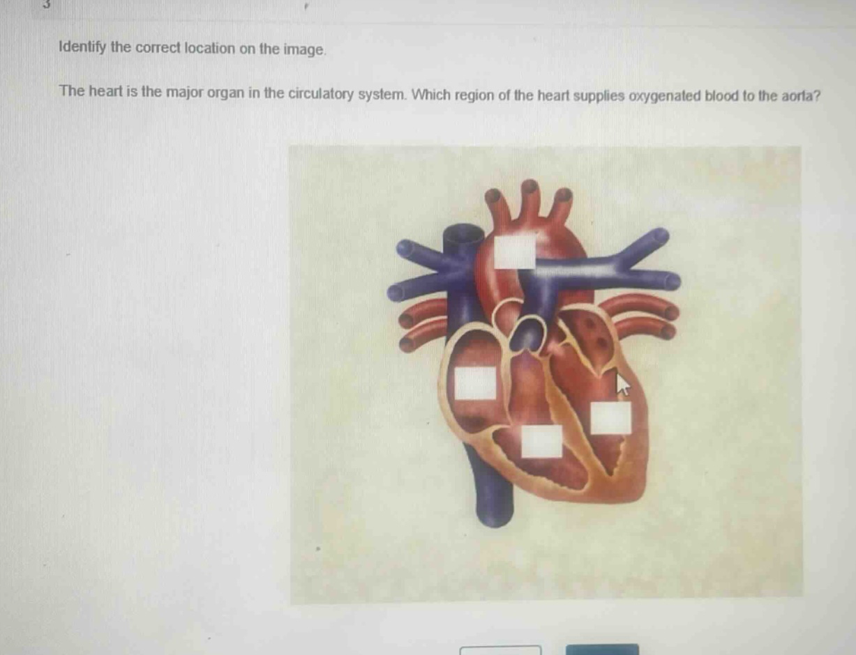 identify the correct location on the image. the heart is the major organ in the circulatory system. which region of the heart supplies oxygenated blood to the aorta?