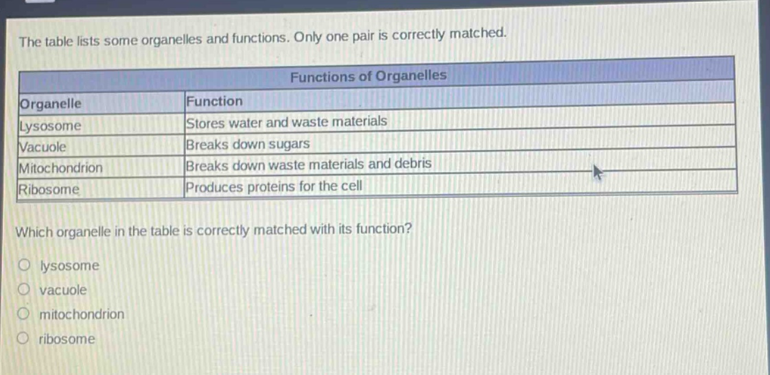 the table lists some organelles and functions. only one pair is correctly matched.\n\n| organelle | function |\n|--|--|\n| lysosome | stores water and waste materials |\n| vacuole | breaks down sugars |\n| mitochondrion | breaks down waste materials and debris |\n| ribosome | produces proteins for the cell |\n\nwhich organelle in the table is correctly matched with its function?\no lysosome\no vacuole\no mitochondrion\no ribosome