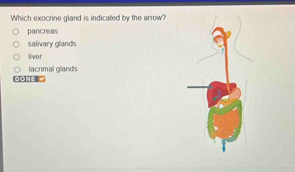 which exocrine gland is indicated by the arrow?\npancreas\nsalivary glands\nliver\nlacrimal glands\ndone