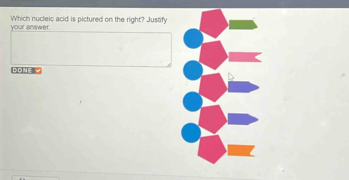 which nucleic acid is pictured on the right? justify your answer.