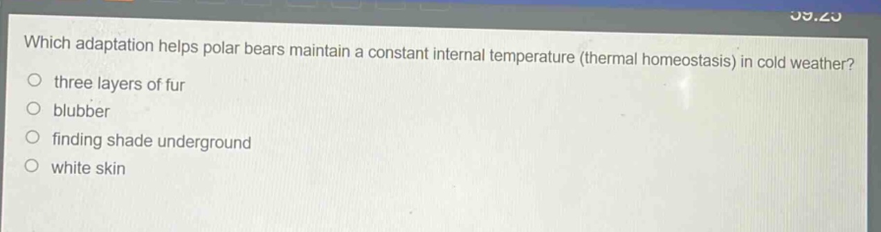 which adaptation helps polar bears maintain a constant internal temperature (thermal homeostasis) in cold weather?\nthree layers of fur\nblubber\nfinding shade underground\nwhite skin