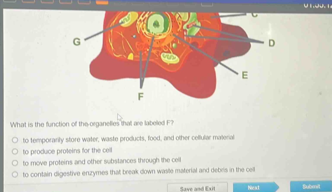 what is the function of the organelles that are labeled f?\n○ to temporarily store water, waste products, food, and other cellular material\n○ to produce proteins for the cell\n○ to move proteins and other substances through the cell\n○ to contain digestive enzymes that break down waste material and debris in the cell