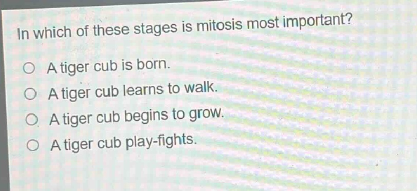 in which of these stages is mitosis most important?\na tiger cub is born.\na tiger cub learns to walk.\na tiger cub begins to grow.\na tiger cub play - fights.
