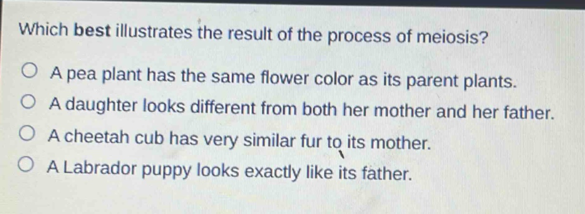 which best illustrates the result of the process of meiosis?\na pea plant has the same flower color as its parent plants.\na daughter looks different from both her mother and her father.\na cheetah cub has very similar fur to its mother.\na labrador puppy looks exactly like its father.