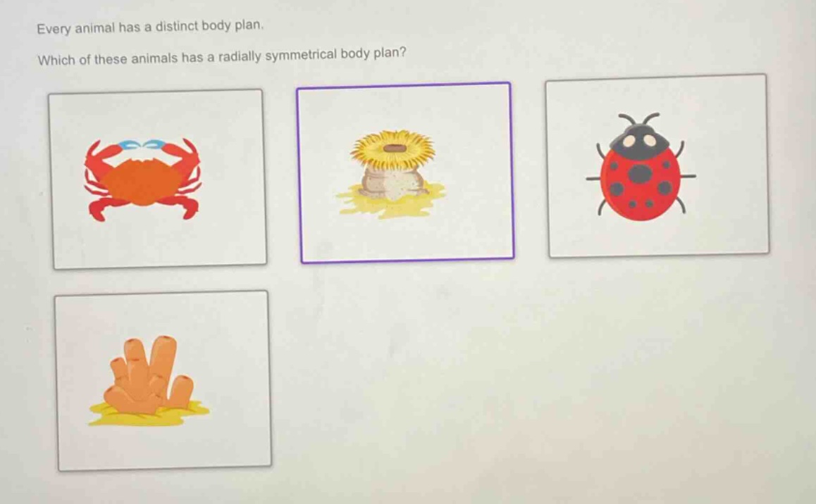 every animal has a distinct body plan. which of these animals has a radially symmetrical body plan?