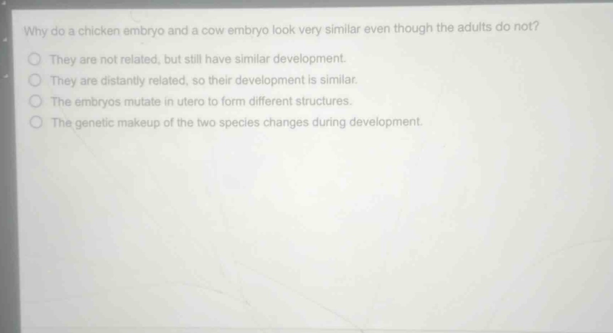 why do a chicken embryo and a cow embryo look very similar even though the adults do not?\nthey are not related, but still have similar development.\nthey are distantly related, so their development is similar.\nthe embryos mutate in utero to form different structures.\nthe genetic makeup of the two species changes during development.