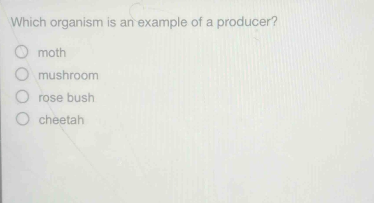 which organism is an example of a producer?\nmoth\nmushroom\nrose bush\ncheetah