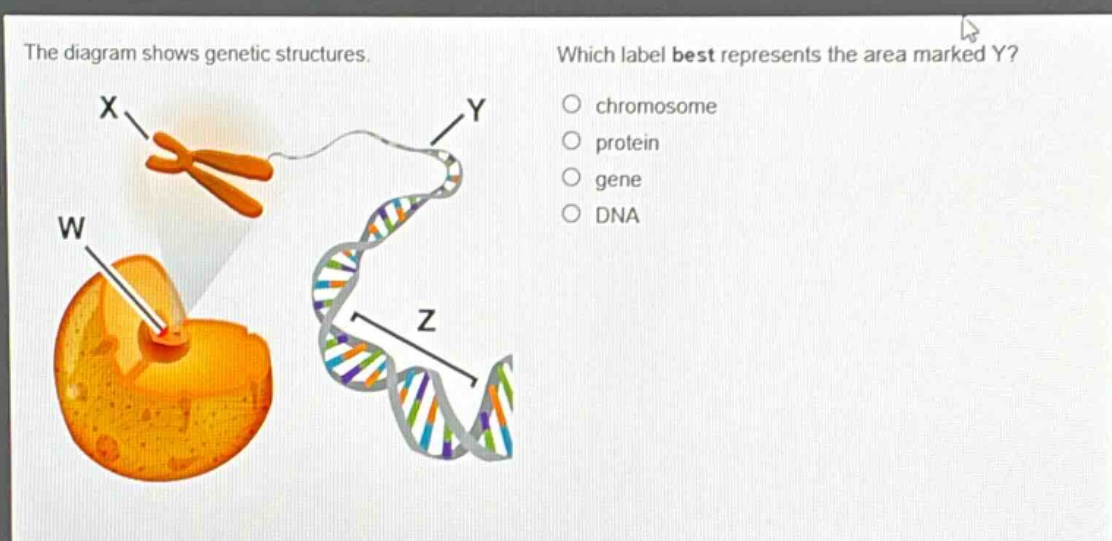 the diagram shows genetic structures. which label best represents the area marked y? chromosome protein gene dna