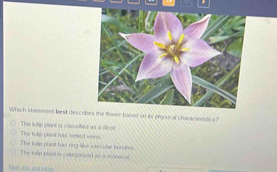 which statement best describes the flower based on its physical characteristics?\nthe tulip plant is classified as a dicot.\nthe tulip plant has netted veins.\nthe tulip plant has ring - like vascular bundles.\nthe tulip plant is categorized as a monocot.