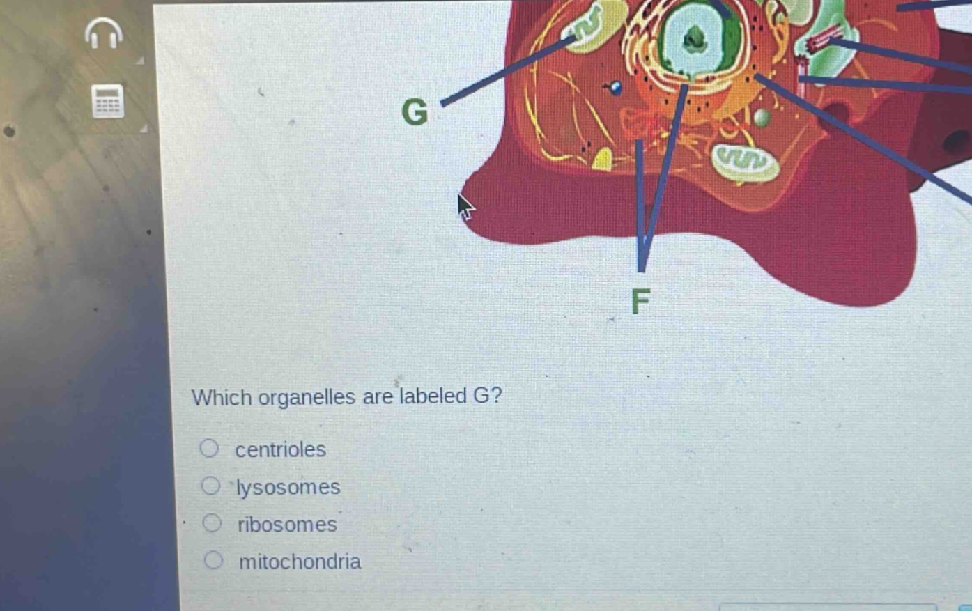 which organelles are labeled g?\ncentrioles\nlysosomes\nribosomes\nmitochondria