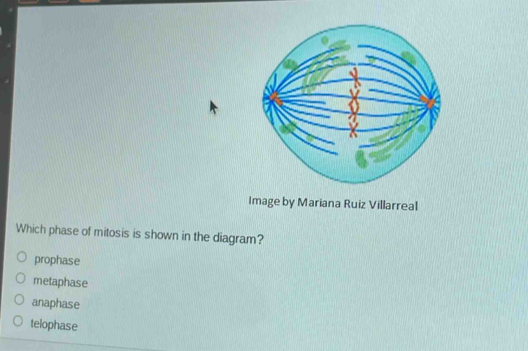 image by mariana ruiz villarreal\nwhich phase of mitosis is shown in the diagram?\n○ prophase\n○ metaphase\n○ anaphase\n○ telophase