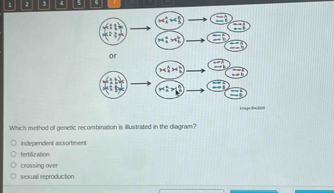 which method of genetic recombination is illustrated in the diagram?\no independent assortment\no fertilization\no crossing over\no sexual reproduction