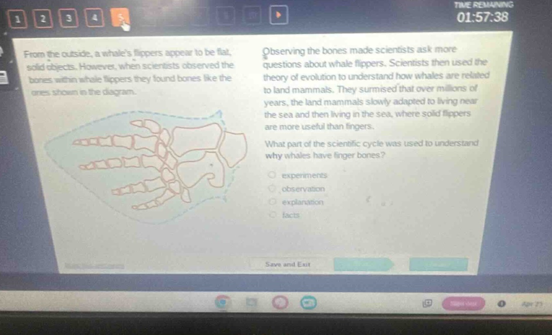 from the outside, a whales flippers appear to be flat, solid objects. however, when scientists observed the bones within whale flippers they found bones like the ones shown in the diagram. observing the bones made scientists ask more questions about whale flippers. scientists then used the theory of evolution to understand how whales are related to land mammals. they surmised that over millions of years, the land mammals slowly adapted to living near the sea and then living in the sea, where solid flippers are more useful than fingers. what part of the scientific cycle was used to understand why whales have finger - bones? experiments observation explanation facts