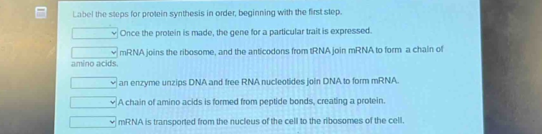 label the steps for protein synthesis in order, beginning with the first step.\nonce the protein is made, the gene for a particular trait is expressed.\nmrna joins the ribosome, and the anticodons from trna join mrna to form a chain of amino acids.\nan enzyme unzips dna and free rna nucleotides join dna to form mrna.\na chain of amino acids is formed from peptide bonds, creating a protein.\nmrna is transported from the nucleus of the cell to the ribosomes of the cell.