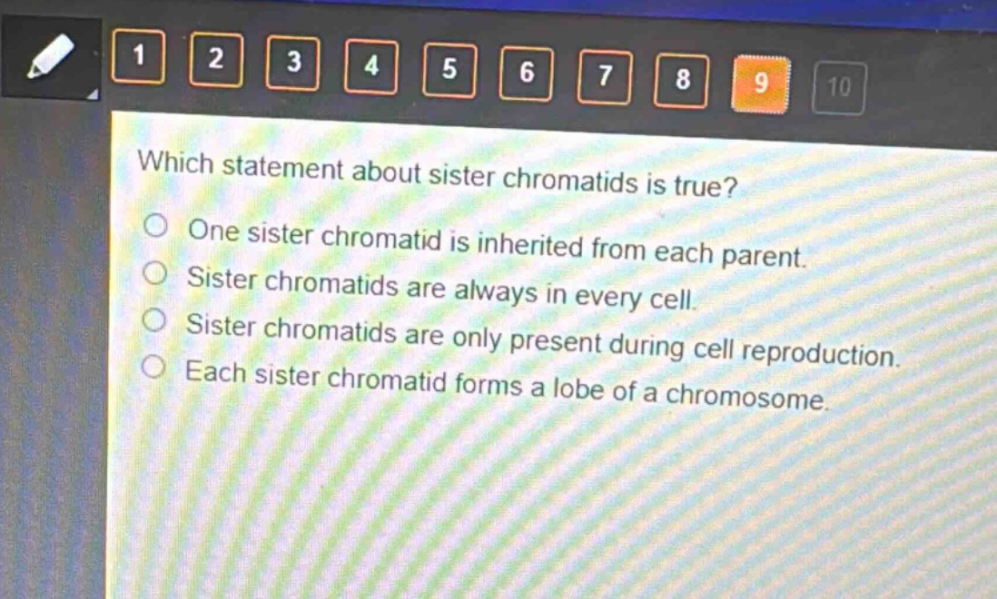 which statement about sister chromatids is true?\none sister chromatid is inherited from each parent.\nsister chromatids are always in every cell.\nsister chromatids are only present during cell reproduction.\neach sister chromatid forms a lobe of a chromosome.