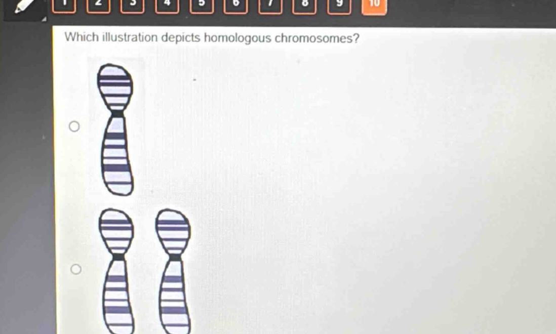 which illustration depicts homologous chromosomes?