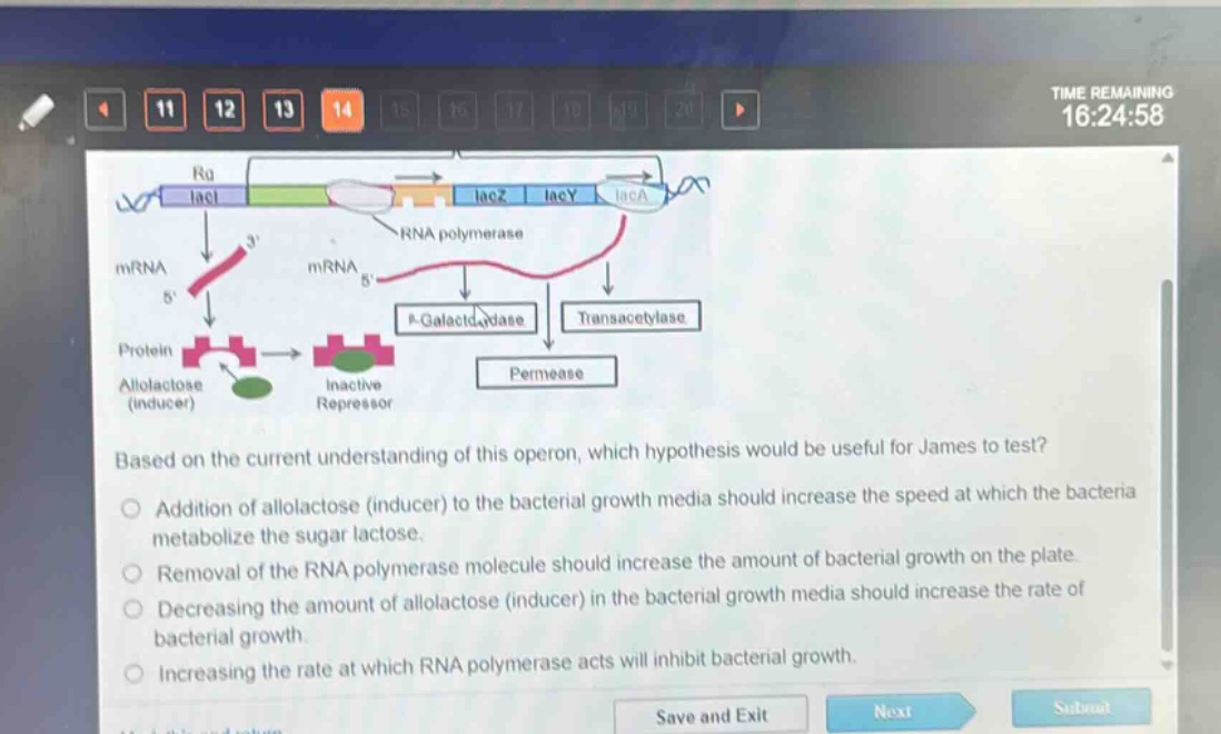 based on the current understanding of this operon, which hypothesis would be useful for james to test?\naddition of allolactose (inducer) to the bacterial growth media should increase the speed at which the bacteria metabolize the sugar lactose.\nremoval of the rna polymerase molecule should increase the amount of bacterial growth on the plate.\ndecreasing the amount of allolactose (inducer) in the bacterial growth media should increase the rate of bacterial growth.\nincreasing the rate at which rna polymerase acts will inhibit bacterial growth.