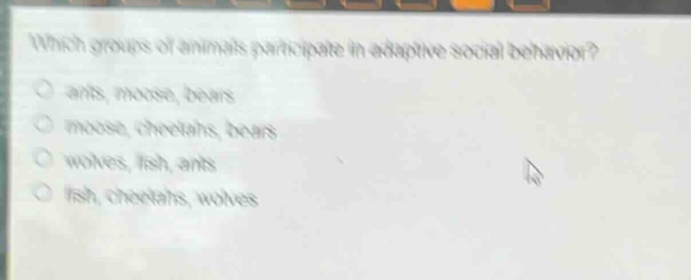 which groups of animals participate in adaptive social behavior?\nants, moose, bears\nmoose, cheetahs, bears\nwolves, fish, ants\nfish, cheetahs, wolves