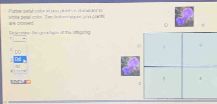 purple petal color in pea plants is dominant to white petal color. two heterozygous pea plants are crossed. determine the genotype of the offspring.