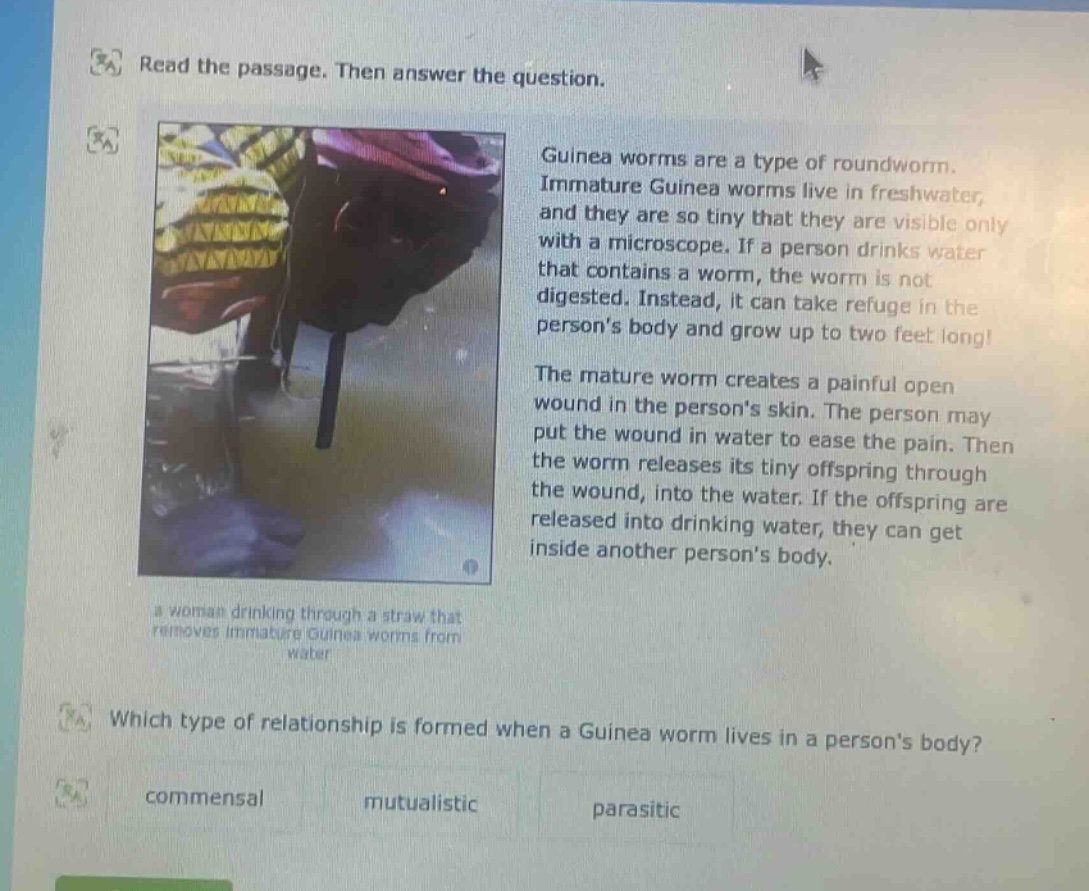 read the passage. then answer the question. guinea worms are a type of roundworm. immature guinea worms live in freshwater, and they are so tiny that they are visible only with a microscope. if a person drinks water that contains a worm, the worm is not digested. instead, it can take refuge in the persons body and grow up to two feet long! the mature worm creates a painful open wound in the persons skin. the person may put the wound in water to ease the pain. then the worm releases its tiny offspring through the wound, into the water. if the offspring are released into drinking water, they can get inside another persons body. a woman drinking through a straw that removes immature guinea worms from water which type of relationship is formed when a guinea worm lives in a persons body? commensal mutualistic parasitic