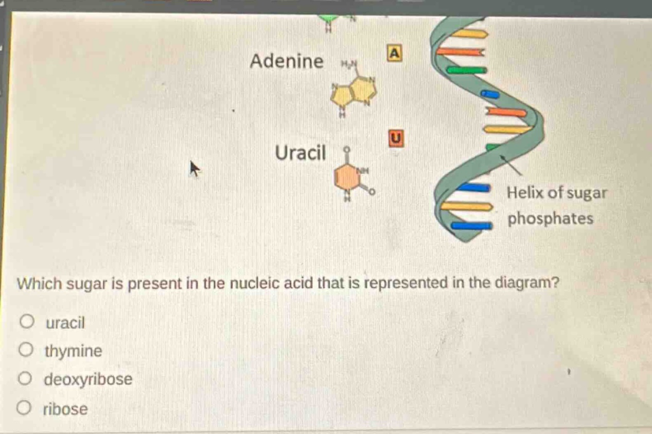 which sugar is present in the nucleic acid that is represented in the diagram?\no uracil\no thymine\no deoxyribose\no ribose