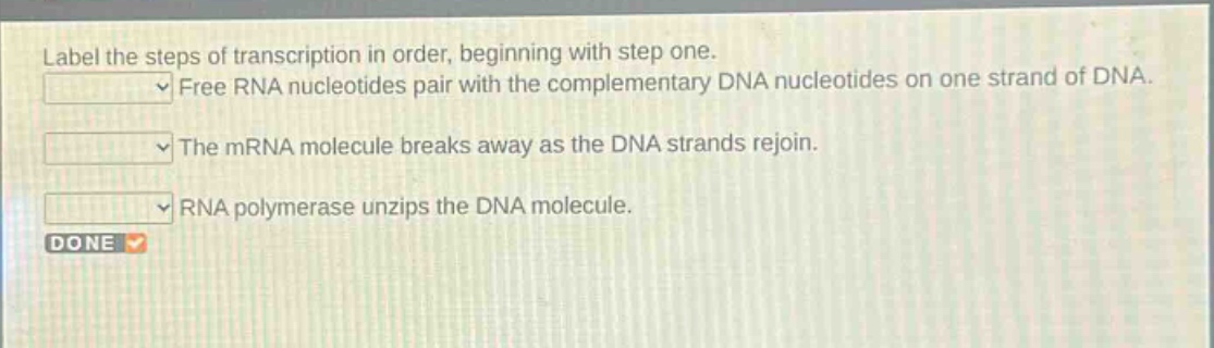 label the steps of transcription in order, beginning with step one. free rna nucleotides pair with the complementary dna nucleotides on one strand of dna. the mrna molecule breaks away as the dna strands rejoin. rna polymerase unzips the dna molecule.