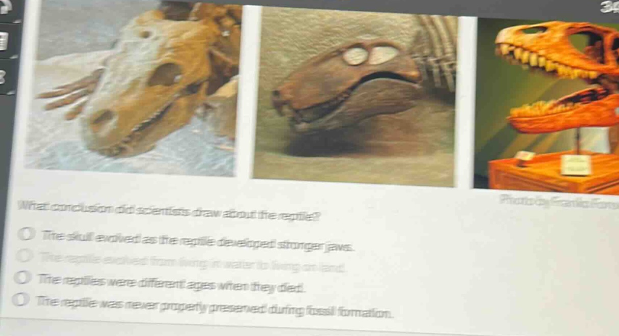 what conclusion did scientists draw about the reptile?\nthe skull evolved as the reptile developed stronger jaws.\nthe reptile evolved from living in water to living on land.\nthe reptiles were different ages when they died.\nthe reptile was never properly preserved during fossil formation.