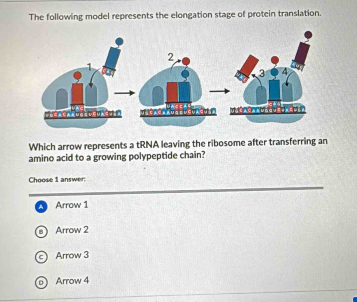 the following model represents the elongation stage of protein translation. which arrow represents a trna leaving the ribosome after transferring an amino acid to a growing polypeptide chain? choose 1 answer: a arrow 1 b arrow 2 c arrow 3 d arrow 4