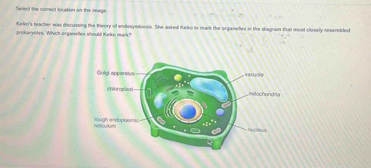 select the correct location on the image. keikos teacher was discussing the theory of endosymbiosis. she asked keiko to mark the organelles in the diagram that most closely resembled prokaryotes. which organelles should keiko mark? golgi apparatus chloroplast rough endoplasmic reticulum vacuole mitochondria nucleus