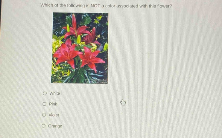which of the following is not a color associated with this flower?\nwhite\npink\nviolet\norange