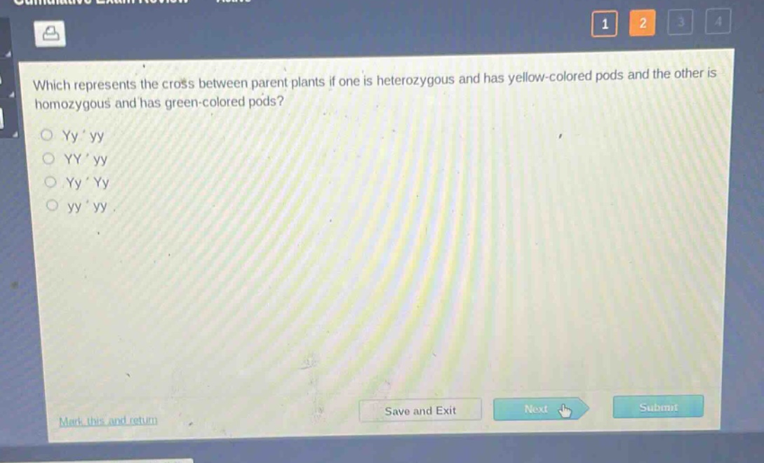 which represents the cross between parent plants if one is heterozygous and has yellow - colored pods and the other is homozygous and has green - colored pods?\nyy * yy\nyy * yy\nyy * yy\nyy * yy